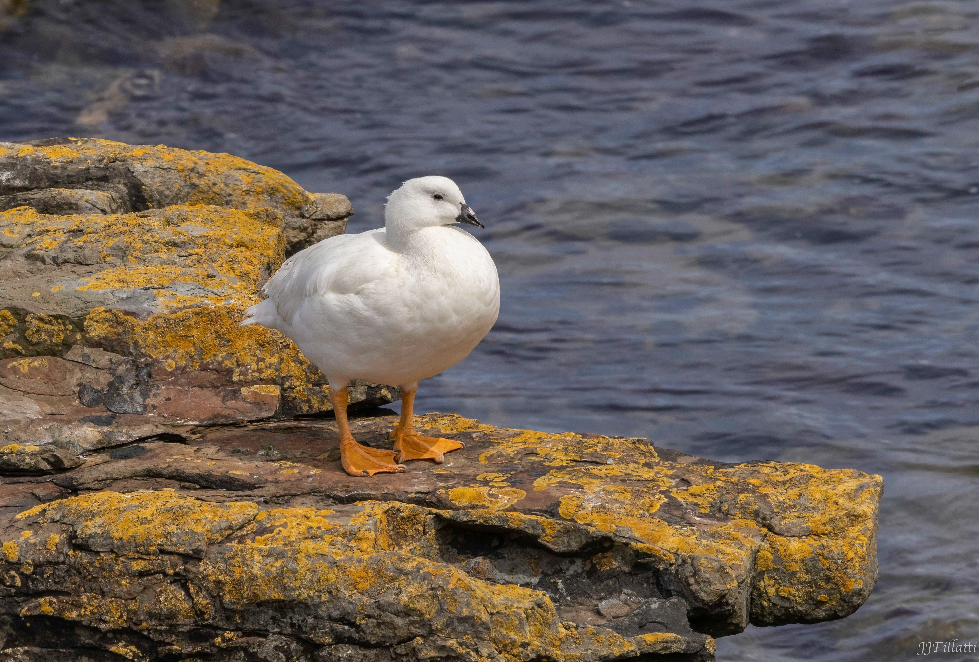 bird of the falklands image 73